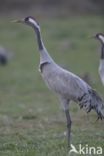 Kraanvogel (Grus grus)