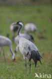 Kraanvogel (Grus grus)