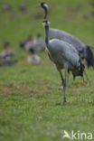 Common Crane (Grus grus)