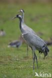 Common Crane (Grus grus)