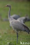 Common Crane (Grus grus)