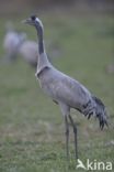 Common Crane (Grus grus)