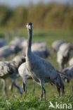 Common Crane (Grus grus)