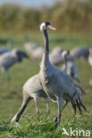 Common Crane (Grus grus)