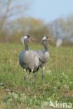 Kraanvogel (Grus grus)