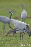 Common Crane (Grus grus)