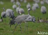 Kraanvogel (Grus grus)