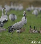 Common Crane (Grus grus)