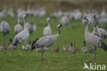 Kraanvogel (Grus grus)