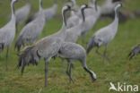 Common Crane (Grus grus)