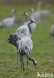 Kraanvogel (Grus grus)