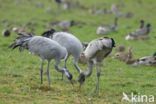 Common Crane (Grus grus)