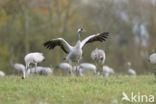 Kraanvogel (Grus grus)