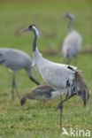 Kraanvogel (Grus grus)