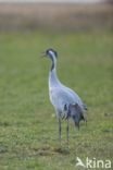 Kraanvogel (Grus grus)