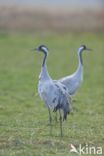 Common Crane (Grus grus)