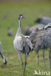 Common Crane (Grus grus)