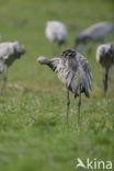 Kraanvogel (Grus grus)