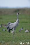 Common Crane (Grus grus)