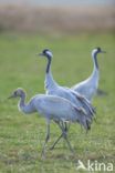 Common Crane (Grus grus)