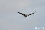 Common Crane (Grus grus)