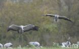 Kraanvogel (Grus grus)