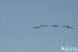 Common Crane (Grus grus)