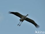 Common Crane (Grus grus)