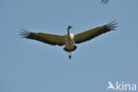 Kraanvogel (Grus grus)