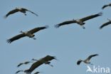 Common Crane (Grus grus)