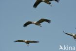 Common Crane (Grus grus)