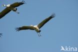 Common Crane (Grus grus)