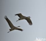 Kraanvogel (Grus grus)