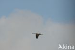 Common Crane (Grus grus)