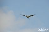 Common Crane (Grus grus)