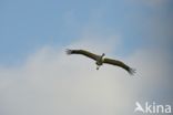 Common Crane (Grus grus)