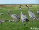 Kraanvogel (Grus grus)