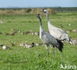 Kraanvogel (Grus grus)