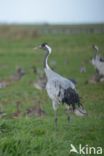 Kraanvogel (Grus grus)