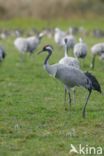 Common Crane (Grus grus)