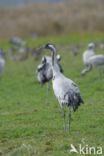 Kraanvogel (Grus grus)