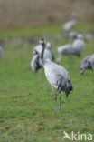 Kraanvogel (Grus grus)