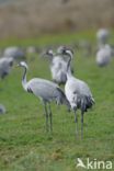 Kraanvogel (Grus grus)