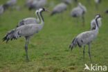 Kraanvogel (Grus grus)