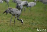 Kraanvogel (Grus grus)