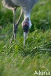 Kraanvogel (Grus grus)