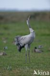 Kraanvogel (Grus grus)