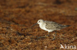 Krombekstrandloper (Calidris ferruginea)