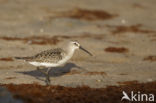 Krombekstrandloper (Calidris ferruginea)