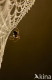 Kruisspin (Araneus diadematus)